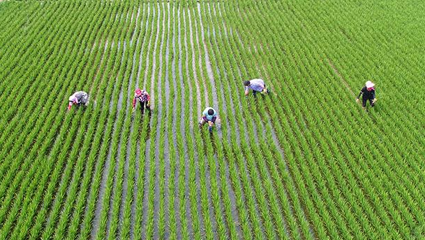 ���˸߿���ר�����������ְҵ����ѧԺ����ũҵרҵ